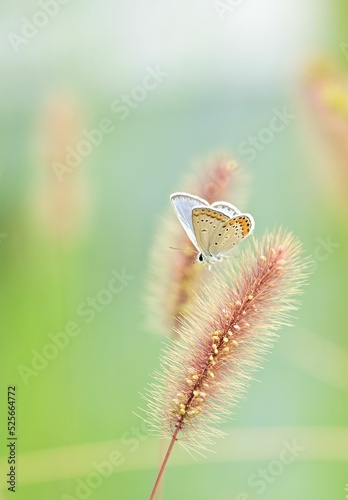 Reverdin's blue butterfly on a green foxtail photo