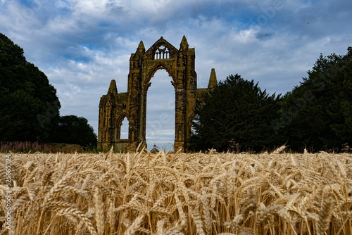 Aerial view of Guisborough Priory historic ruins behind growing wheat in the UK photo
