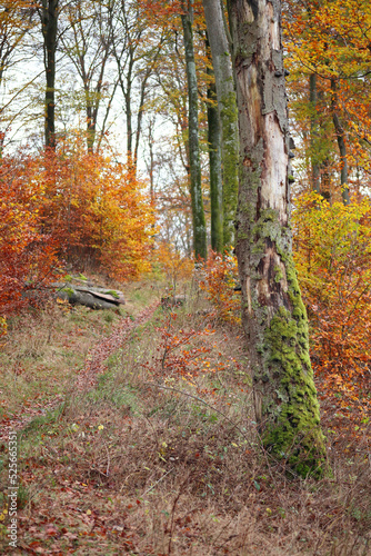 in the forest photo