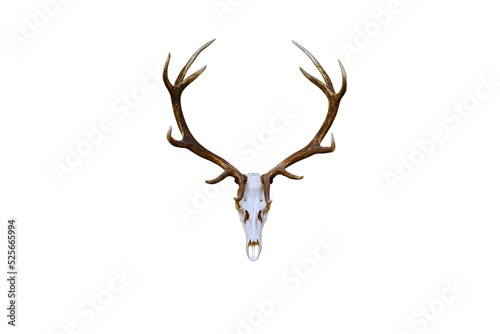 Large deer antlers on a white background