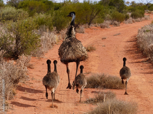 Emu family of 5 running away on red dirt road in Australian outback