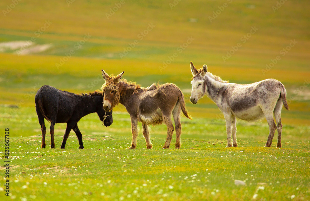 Donkey grazing on a green meadow. Herd of donkeys in the pasture, hardy animals in agriculture. Livestock in the mountains. Donkey grazing on a green meadow. Herd of donkeys in the pasture, hardy animals in agriculture. Livestock in the mountains.
