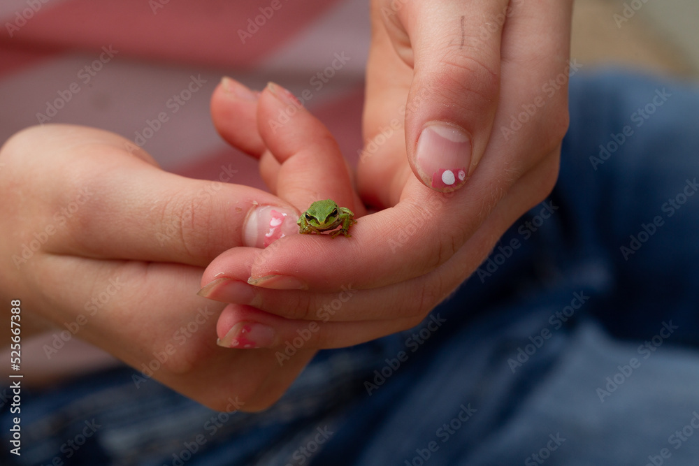 person holding a tiny frog person holding a tiny frog