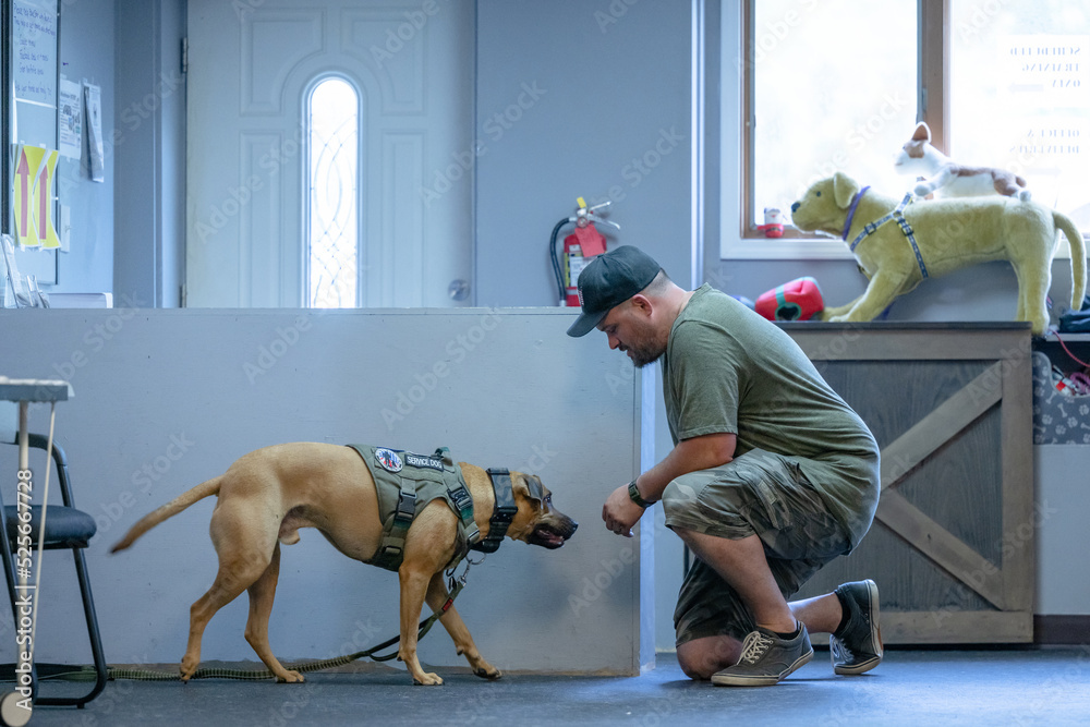 Marine veteran with service dog and family living life. - obrazy, fototapety, plakaty 