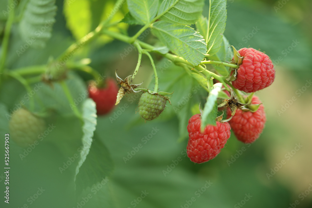 Raspberry bush with tasty ripe berries in garden, closeup Raspberry bush with tasty ripe berries in garden, closeup