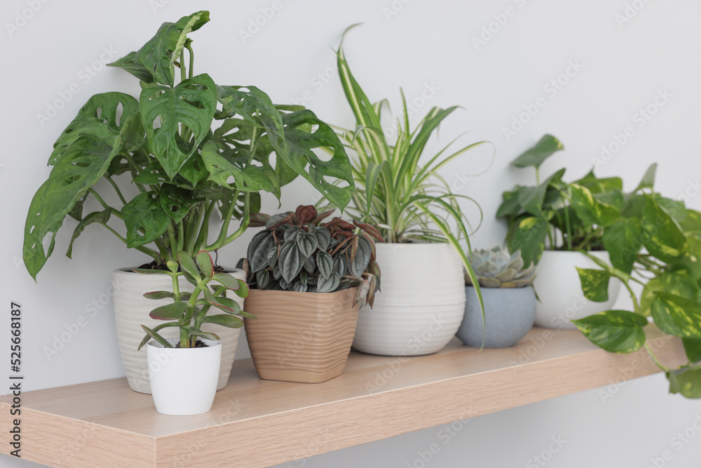 Wooden shelf with beautiful houseplants on light wall