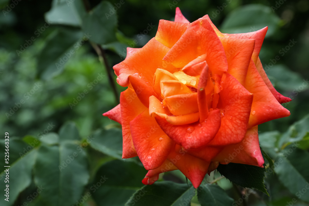 Beautiful orange rose flower with dew drops in garden, closeup Beautiful orange rose flower with dew drops in garden, closeup
