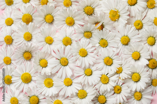 Closeup of many beautiful daisy flowers as background