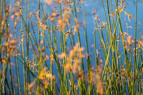 Hardstem bulrush ora Schoenoplectus Acutus plant. Selective focus. Reeds. Common Tule (Schoenoplectus lacustris), stand at a pond. photo