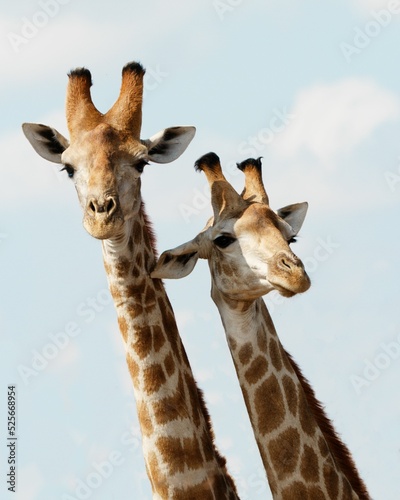 Photography Vertical closeup shot of a couple of giraffes
