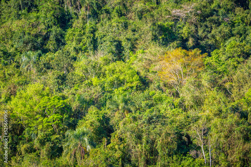 Tropical lush rainforest in Iguazu national park, Brazil, South America