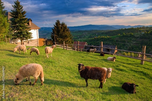 Beautiful view of sheep in a field of Hrinovske Lazy nature in Slovakia photo