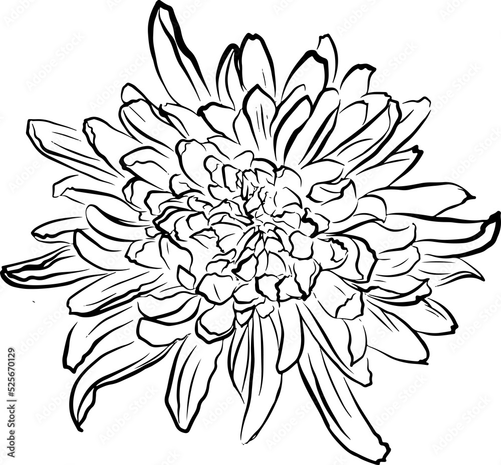 Blooming garden floral hand drawn Illustration elements