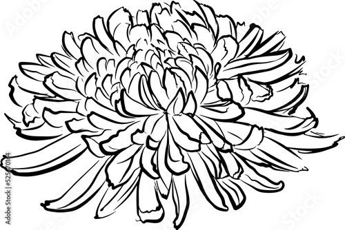 Blooming garden floral hand drawn Illustration elements