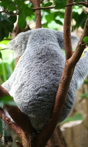 Canvas Print Closeup shot of a cute furry koala laying on tree branches with its back to the
