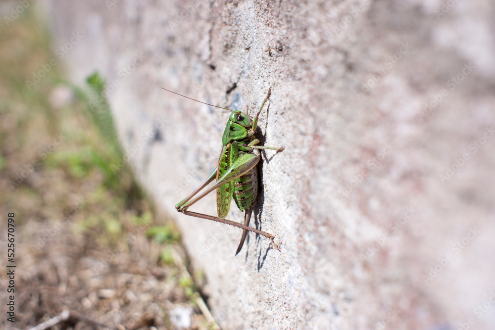 Grasshopper on a white wall with copy space Grasshopper on a white wall with copy space