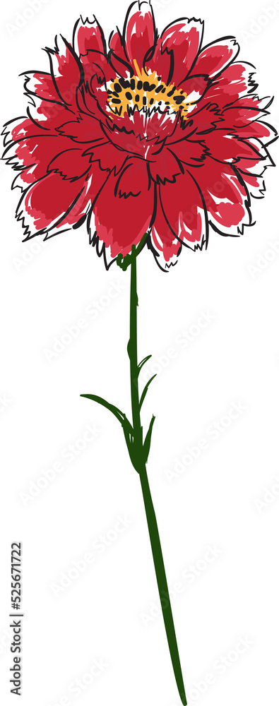 Hand drawn Botanical meadow flower and leaves illustrations Hand drawn Botanical meadow flower and leaves illustrations