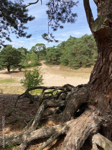 Alter knorriger Baum mit Luftwurzeln auf Sandboden in den Verdener Dünen
