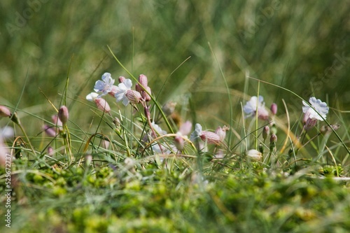 Close-up shot of white bladder campion flowers in a blur photo