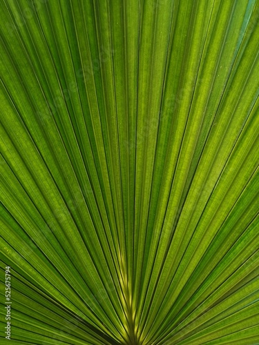 Particolare foglia di palma verde