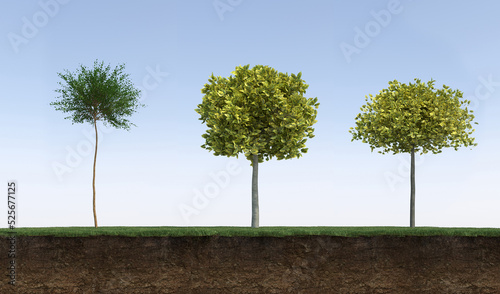 Deciduous tree and soil cut under it. Isolated garden element  3D illustration  cg render
