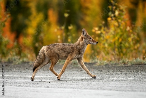 Fotobehang Wild coyote walking on a road in Yukon, Canada