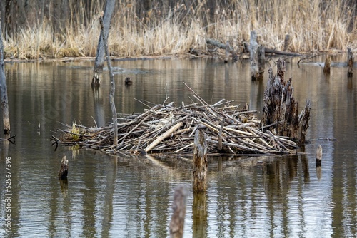 Beaver home in the middle of a marsh photo