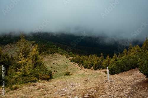 Scenery of a confierous forest on mountains photo