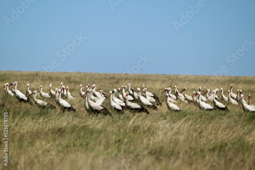 Flock of white storks perching on the wild grass field under the blue sky