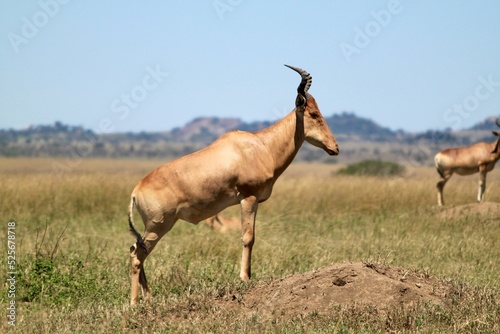 Profile view of a Coke's hartebeest in the wild grass field under the blue sky photo