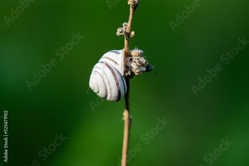 Snail crawling up a thin wooden branch against a green blurred background photo