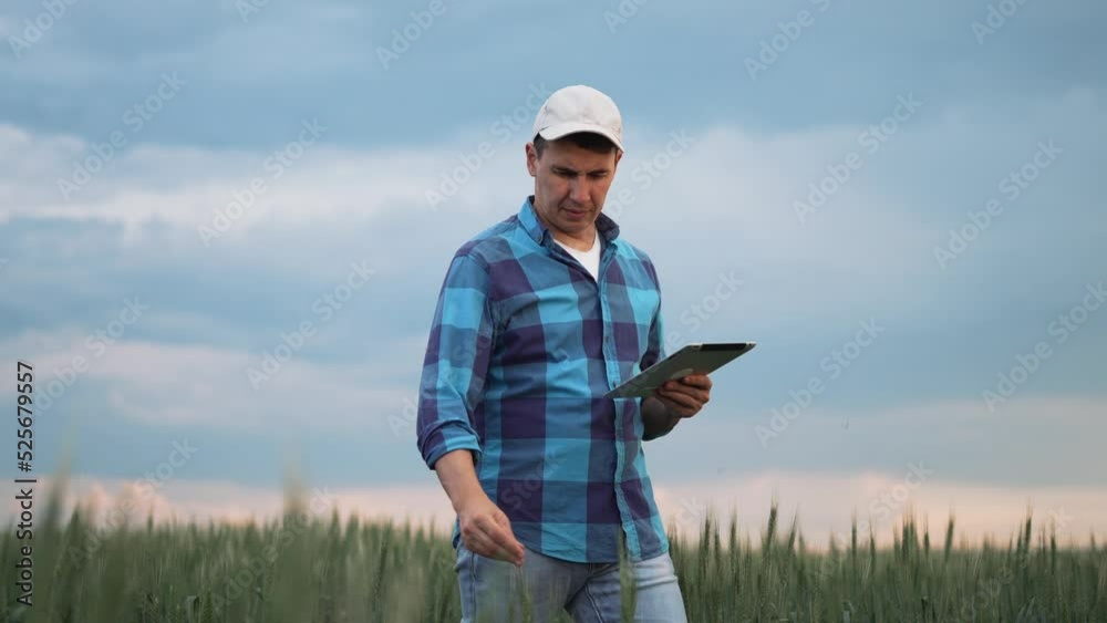 Agricultural business. Farmer in wheat field with tablet. Agriculture. Farmer organic business. Green field of organic wheat. Agriculture concept. Farmer with a tablet walks through a wheat field. Agricultural business. Farmer in wheat field with tablet. Agriculture. Farmer organic business. Green field of organic wheat. Agriculture concept. Farmer with a tablet walks through a wheat field.