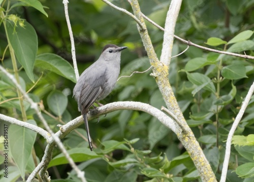 Closeup of the gray catbird, Dumetella carolinensis, perched on a branch. photo