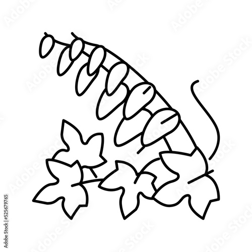 firecracker vine line icon vector illustration