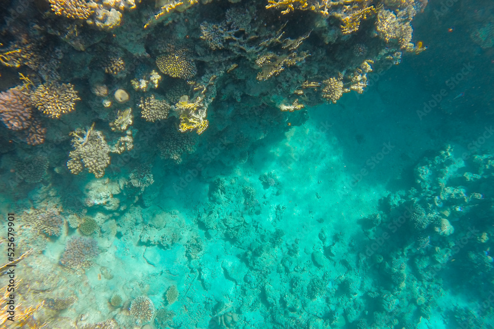 The coral reef is vibrant and vibrant in the blue clear sea water.