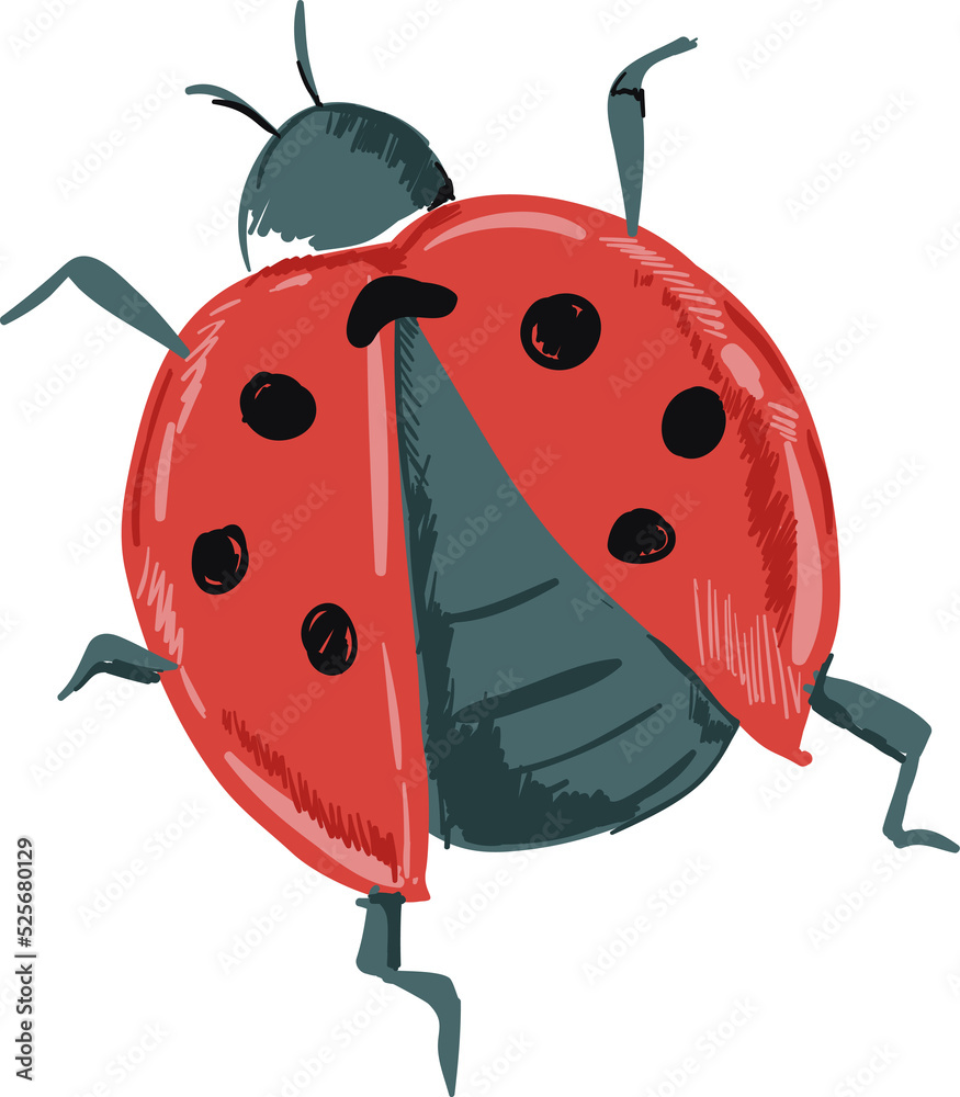 Obraz premium Hand drawn Ladybug illustrations element