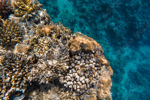 Coral reef in the sea off the coast in azure water.