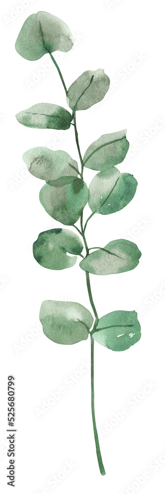 Obraz premium Watercolour hand painted botanical eucalyptus branches illustration set isolated on white background