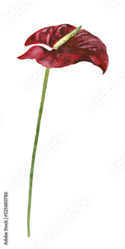 Hand painted watercolor floral single anthurium flower illustration isolated on white l background, print, invitation or greeting cards, garden cover for your text.