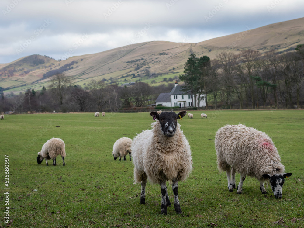Obraz premium Sheep in Hope valley