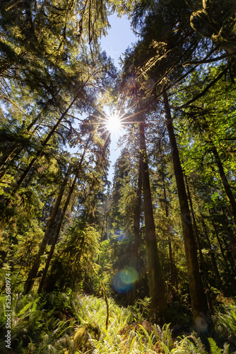 Fototapeta Naklejka Na Ścianę i Meble -  Lush Green Rain Forest in Pacific Northwest. MacMillan Provincial Park, Vancouver Island, BC, Canada. Nature Background