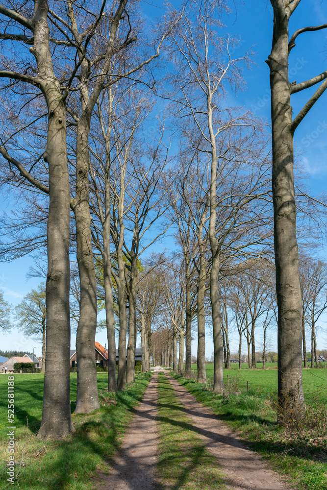 Trees along Veldhuizen near Loenen in The Netherlands Trees along Veldhuizen near Loenen in The Netherlands