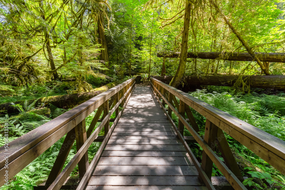 Trail in Lush Green Rain Forest in Pacific Northwest. MacMillan Provincial Park, Vancouver Island, BC, Canada. Nature Background Trail in Lush Green Rain Forest in Pacific Northwest. MacMillan Provincial Park, Vancouver Island, BC, Canada. Nature Background