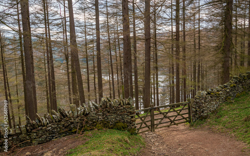 Gate in a forest