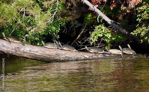  Turtles on log in lake..One with damage to shell