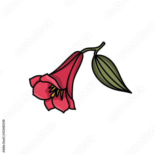 Lapageria, Chilean bellflower or copihue doodle icon, vector color line illustration