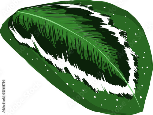 Hand drawn Botanial leaf illustrations element PNG file photo