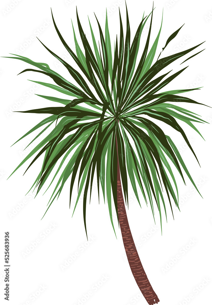 Hand drawn Palm tree illustrations element PNG file