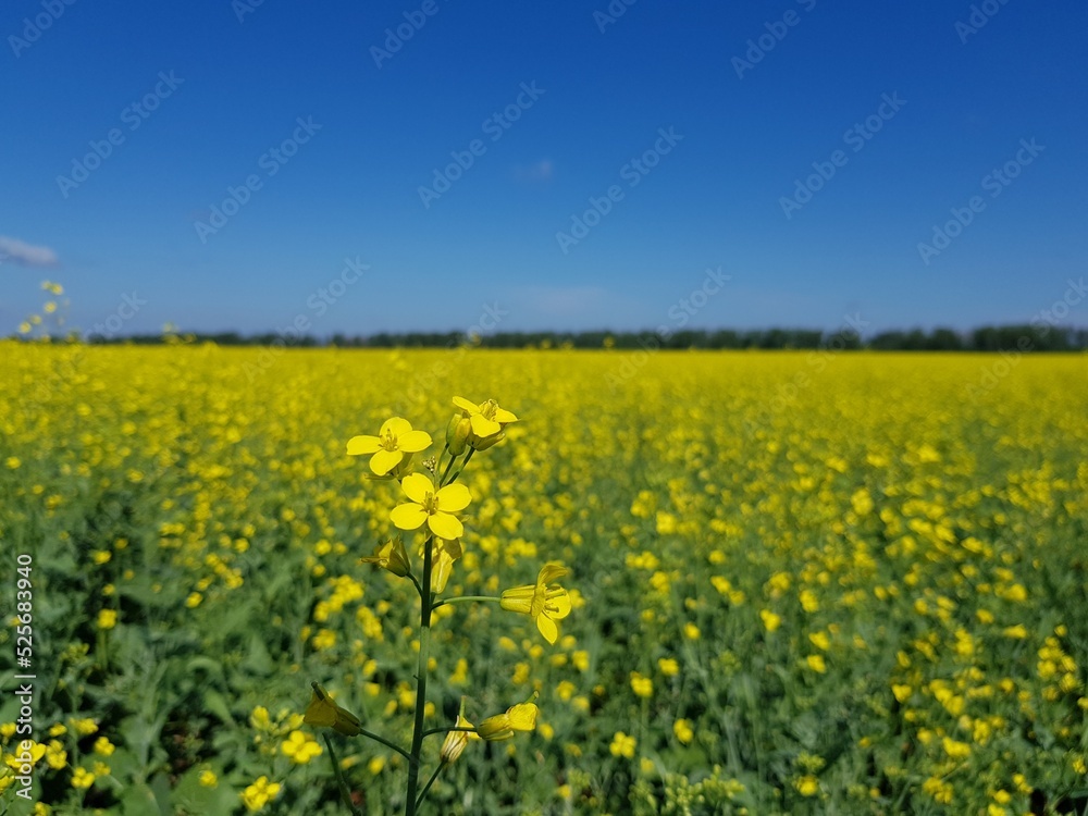 Field of yellow flowers under blue sky