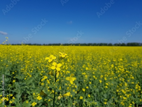 Field of yellow flowers under blue sky